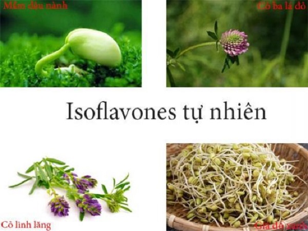 isoflavon có trong thực phẩm nào, isoflavones có trong thực phẩm nào, estrogen thực vật, thực phẩm giàu isoflavone, thực phẩm có chứa isoflavones, thực phẩm bổ sung isoflavone